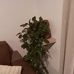 Appartamento A Cà; Gialla Villanova d'Albenga