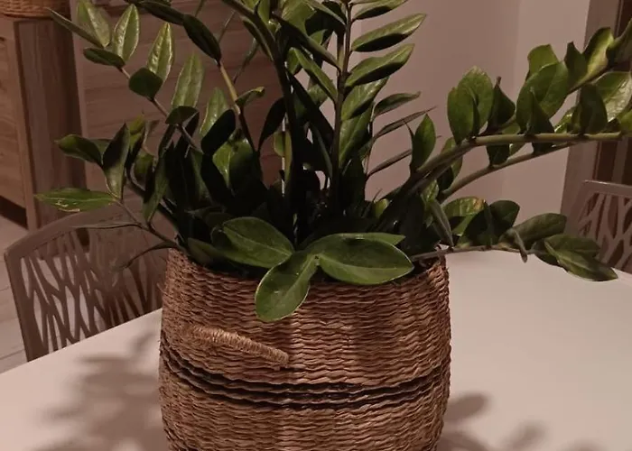 A Ca; Gialla * Villanova d'Albenga